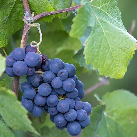 Demeure Des Lambinet Σπίτι διακοπών Avenay-Val-d'Or